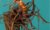 Supplements for Menopause: Natural Wellbeing Remedies