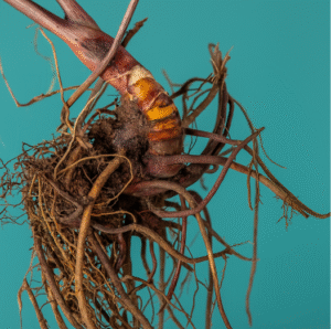 Supplements for Menopause: Natural Wellbeing Remedies