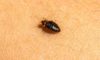 Bed Bug Infestations: Identify, Treat, and Prevent Effectively