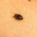 Bed Bug Infestations: Identify, Treat, and Prevent Effectively