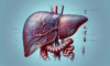 Liver Blood Test Insights: Expert Analysis in Tewkesbury