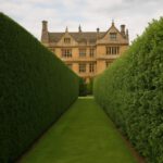 Hedge Trimming Techniques in Stoke-Sub-Hamdon Gardens