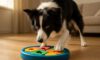 Border Collie Mental Stimulation Tips to Enhance Engagement