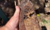Clay Soil’s Impact on Caboolture’s Pipe Integrity Uncovered